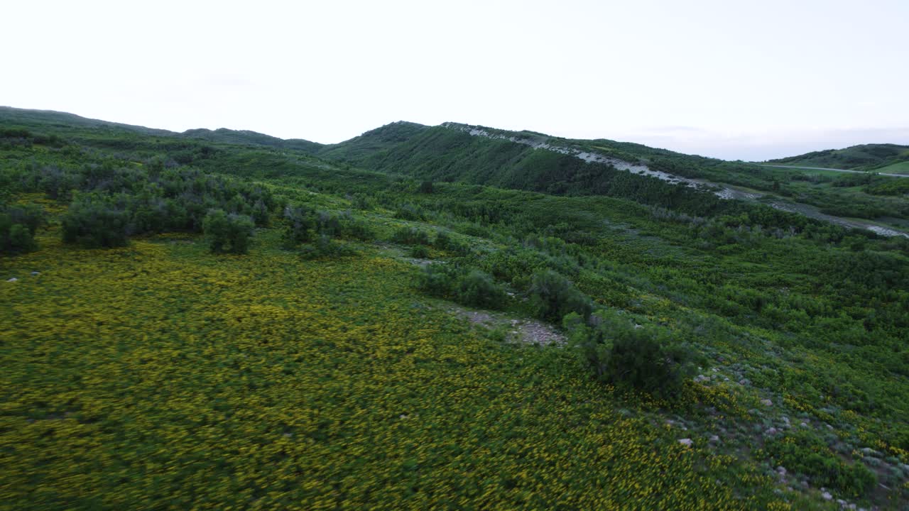 paisaje montañoso escénico con flores silvestres de verano en el valle de ogden, utah - aérea