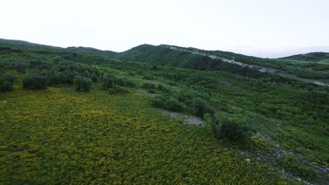 scenic mountain landscape with summer wildflowers in ogden valley, utah - aerial