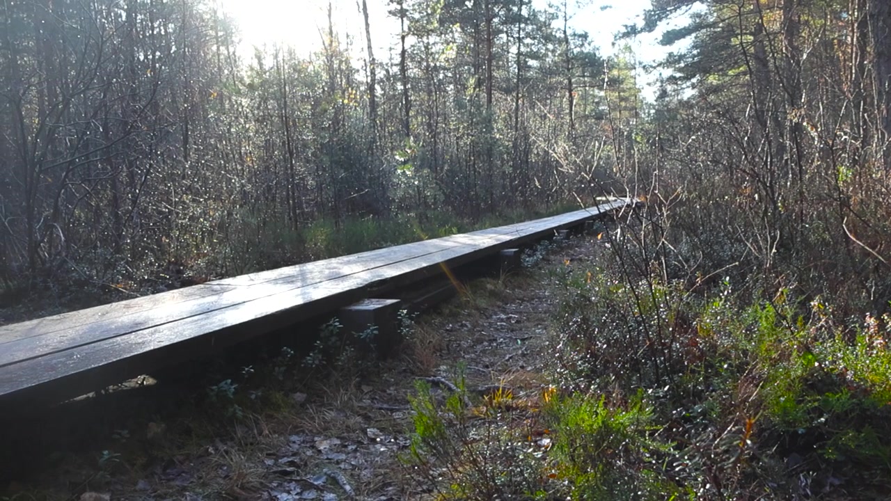 Mose eller vådområde i efterårstiden med en våd vandresti af træ eller en mosebro i efterårssolskin med solstråler i venstre side. Morgenstund, og moseplanter samt fyrretræer er våde.