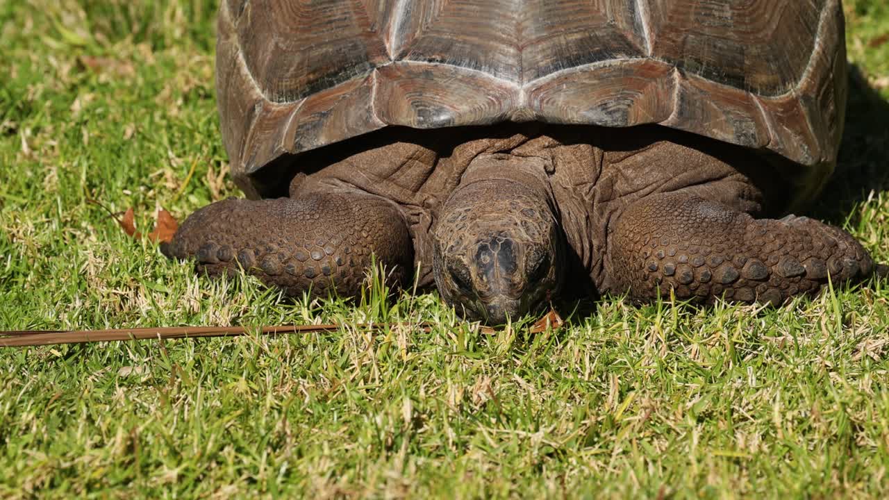 черепаха жует траву в зоопарке мельбурна