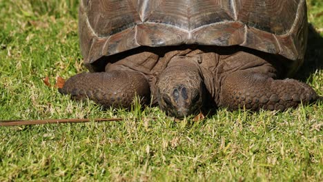 tortuga comiendo hierba en el zoológico de melbourne