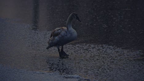 duck walking at frozen lake, wildlife at cold winter