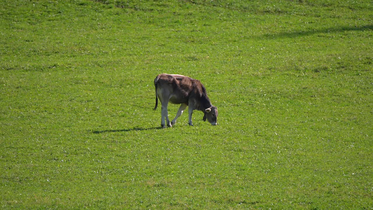 이탈리아 백운석의 유럽 알프스에서 촬영된 잔디밭에서 풀을 먹고 있는 caws의 영상