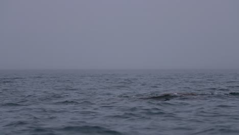 walrus male animal swimming and diving in cold ocean water, slow motion