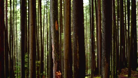 pan left shot of different kind of trees in the rainforest of the lynn valley in north vancouver, bc, canada