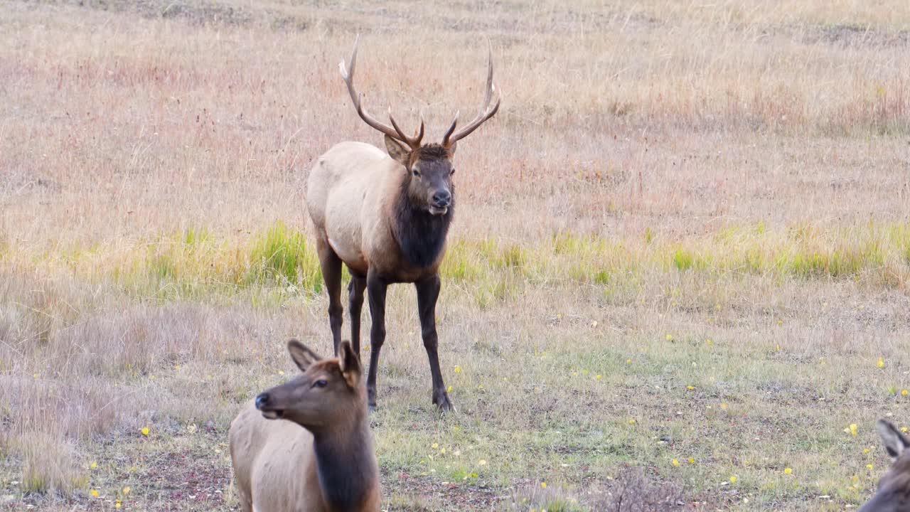 alce macho con grandes astas observa a su rebaño mientras pasta en el campo de hierba en el parque nacional de las montañas rocosas en colorado, ee.uu.