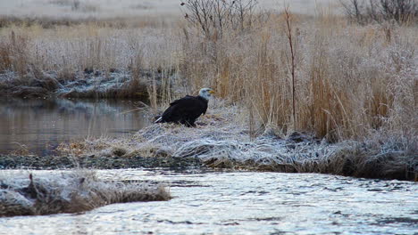 Ein-Einsamer-Weißkopfseeadler-Sucht-Entlang-Eines-Flusses-In-Der-Gefrorenen-Wildnis-Des-Winters-Auf-Kodiak-Island,-Alaska,-Nach-Nahrung