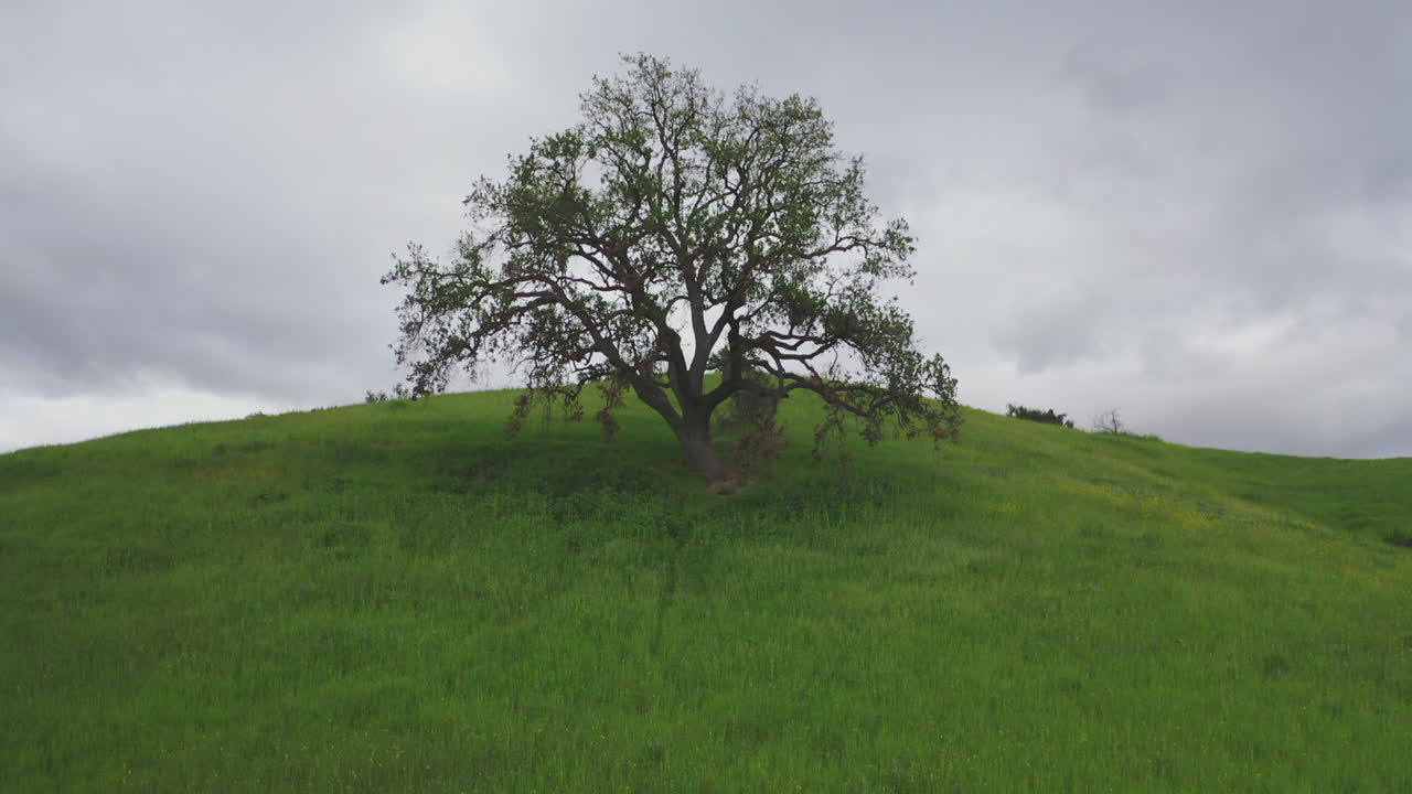 Aerial Drone Dolly Towards Lonely Tree On Hill Malibu State National Park