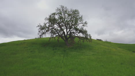 aerial drone dolly towards lonely tree on hill malibu state national park