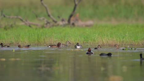 flock of ducks swimming  in wetland