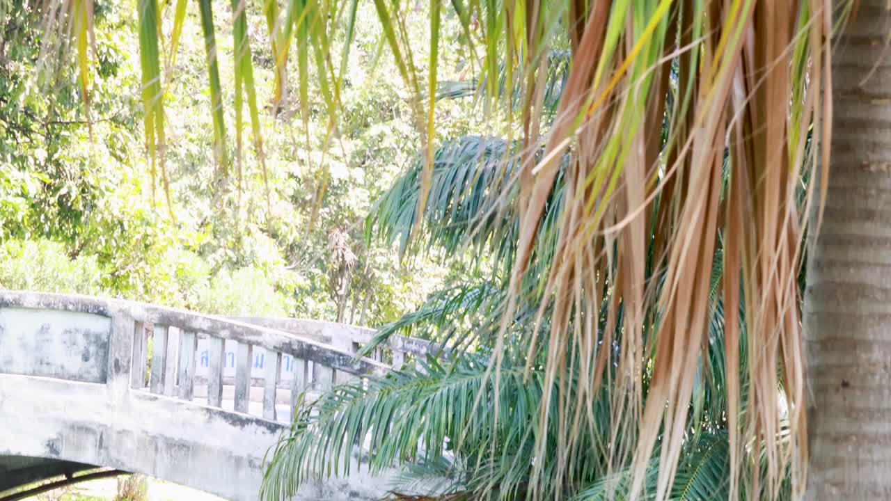 Detailed view of fan palm tree in lush Bangkok garden