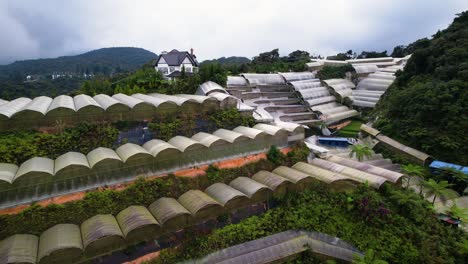 ascending aerial shot of the strawberry fruit plantation in brinchang