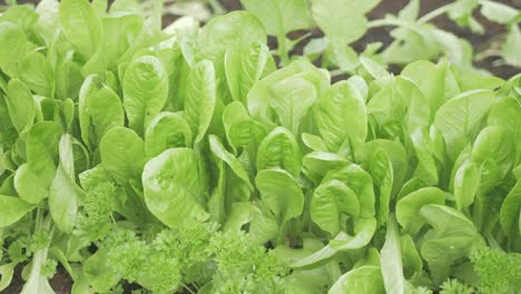 Lush-green-lettuce-growing-companion-planted-beside-parsley-and-radish