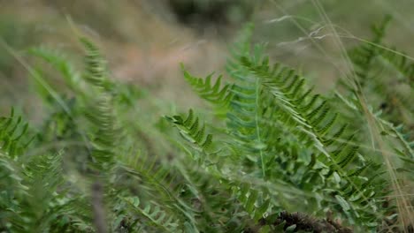 green ferns swaying in high wind, coastal pine tree forest in autumn, shallow depth of field, handheld closeup shot