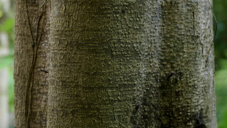 bulging tree bark texture with light and dark side