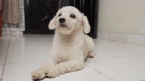 caniche de juguete blanco sentado en el piso de azulejos en el interior, mirando con un comportamiento tranquilo