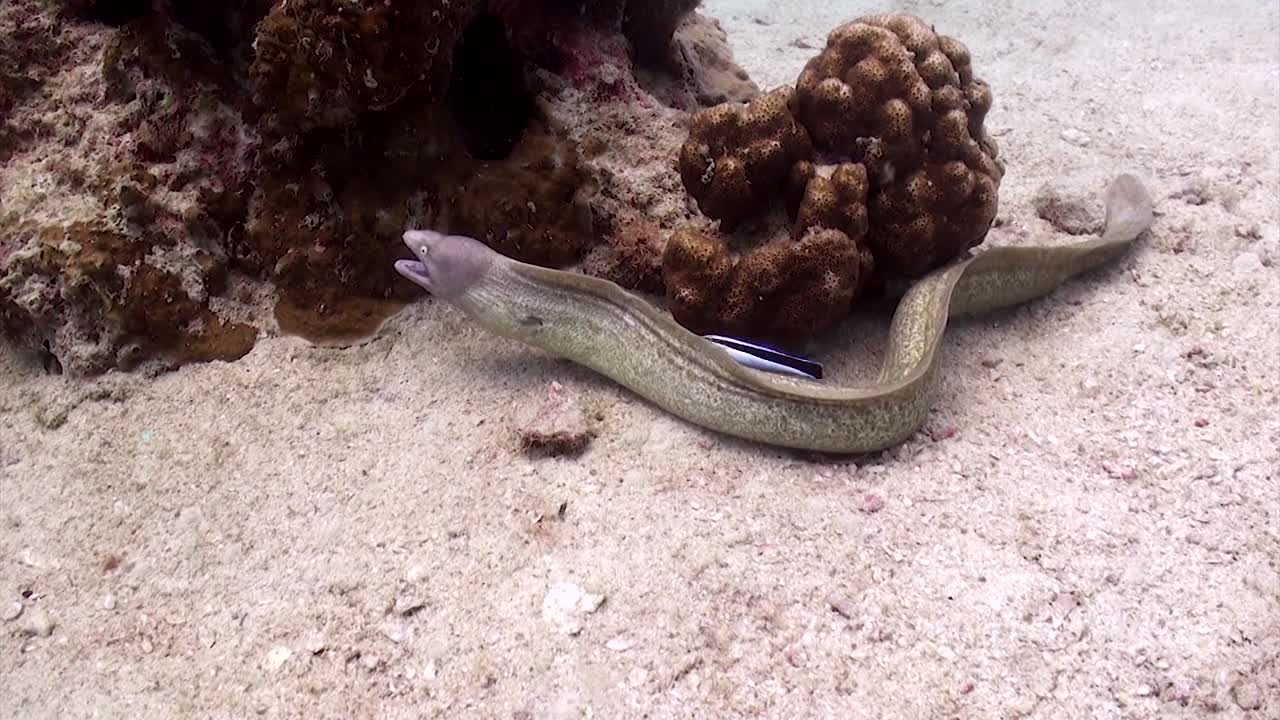 머레이 장어 4번