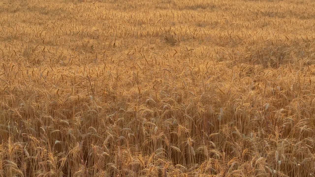 wide angle tracking shot of golden wheat field at the sunset