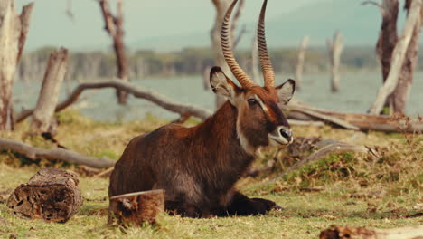 waterbuck resting by a lake