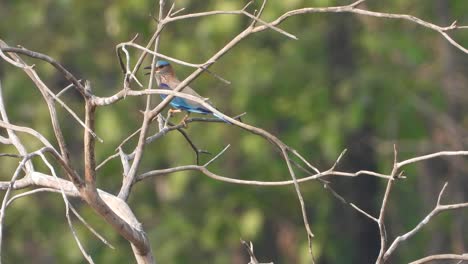 indian roller  in tree