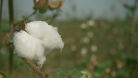 un primer plano de algodón listo para la cosecha en maharashtra, india