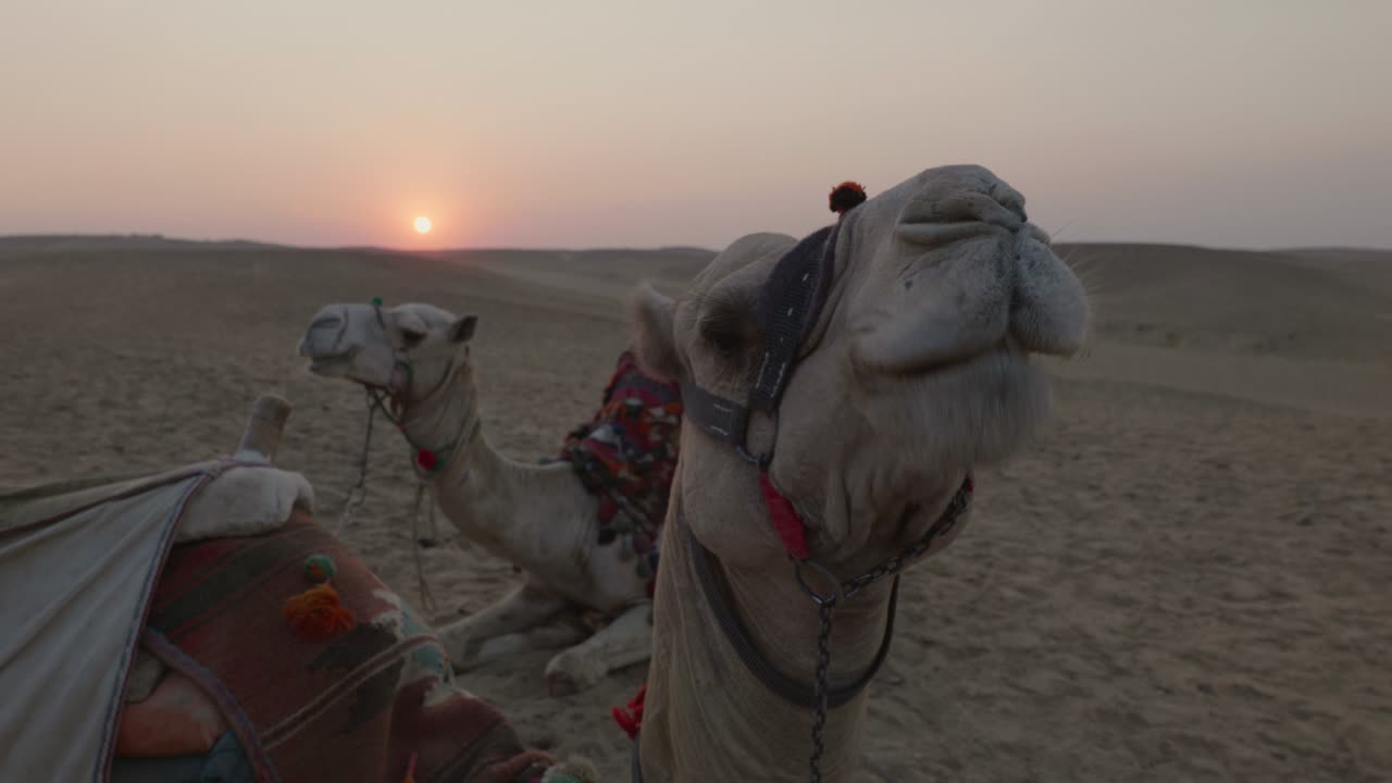 Tramonto nel deserto, cammelli sdraiati sulla sabbia. Egitto