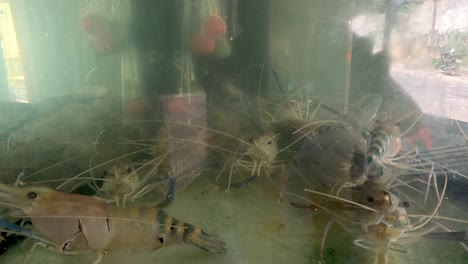 person feeding shrimp in a home aquarium setup