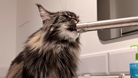 closeup shot of maine coon cat dinking water from tap in jelgava, latvia.