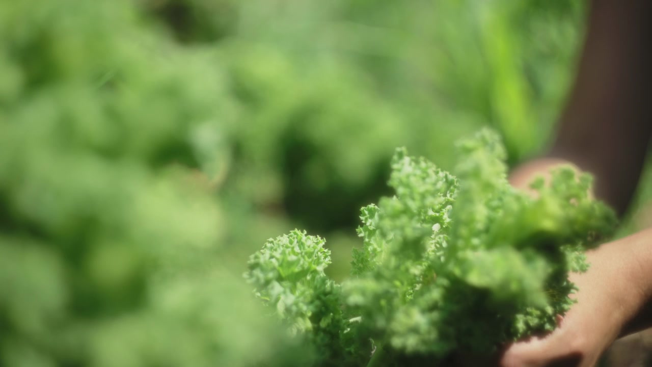 Woman picking kale from organic garden