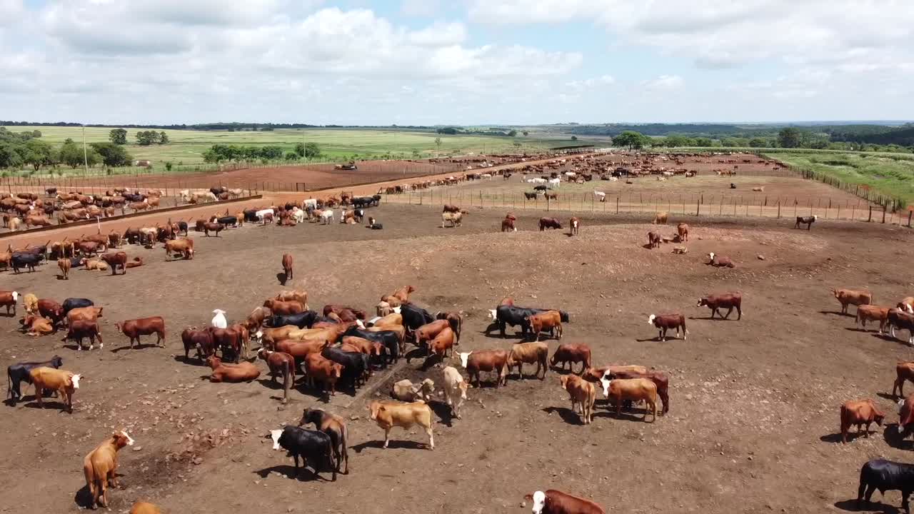 Vista aerea di un allevamento di bestiame argentino noto per la produzione di carne bovina di alta qualità