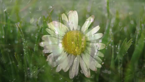 animación de flores y gotas de agua sobre la hierba