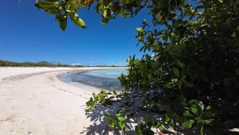 Tropical-secluded-beach-view-with-clear-waters-from-under-mangrove-leaves,-Los-Roques