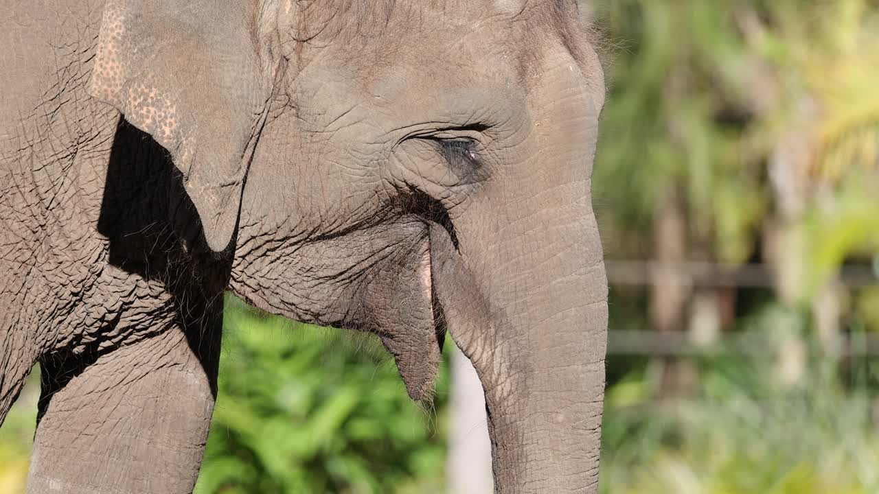 elefante asiático en su hábitat natural en el zoológico de australia