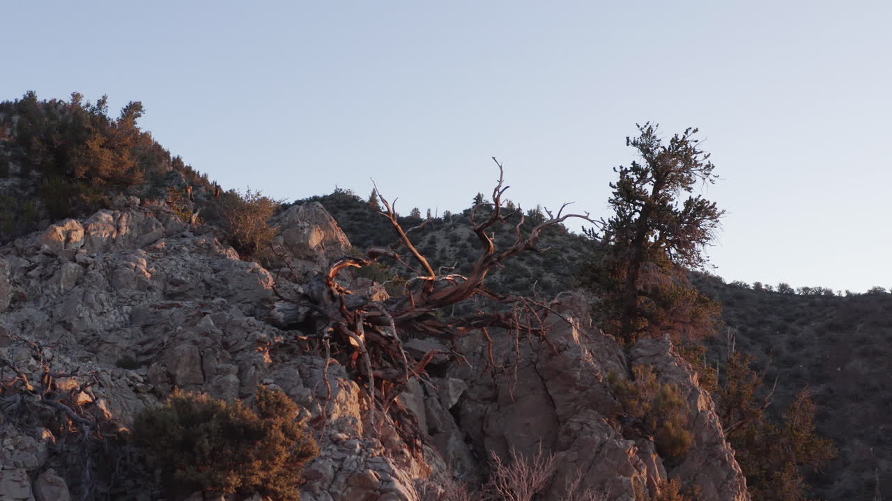 Old twisted tree view in sunset light on rocky mountain of ancient bristlecone pine forest, California, United States