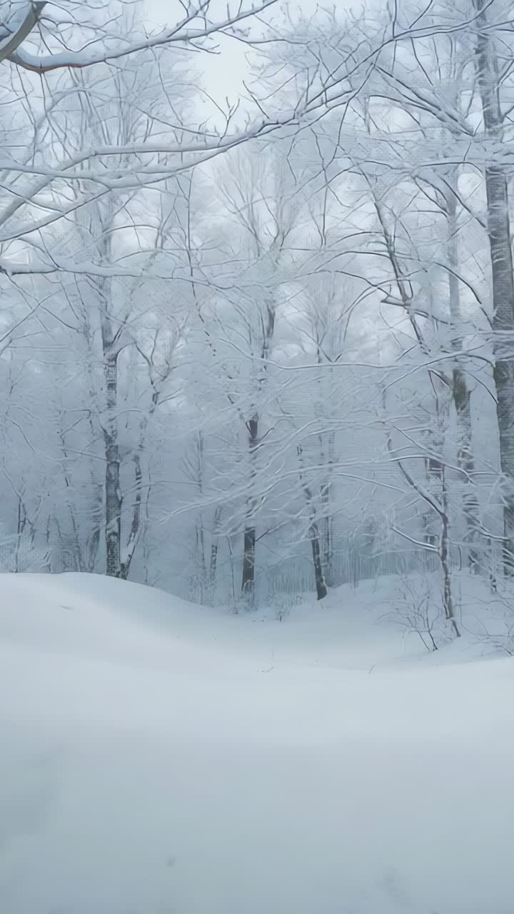 Video verticale: visualizzazione di tronchi decidui, rami che sostengono la neve nella foresta dopo una nevicata con accumulo