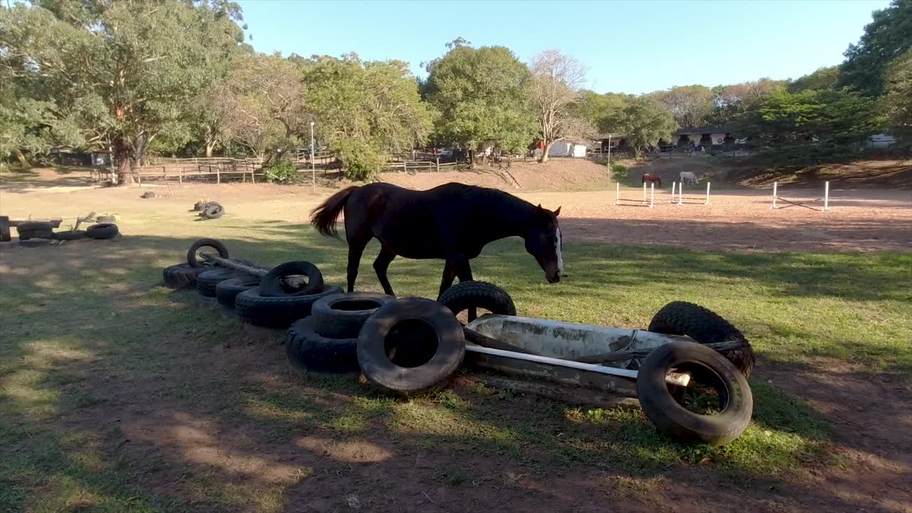 los caballos se pueden ver vagando, jugando y pastando en un amplio corral rodeado de exuberante vegetación en sus establos en yellow wood park durban