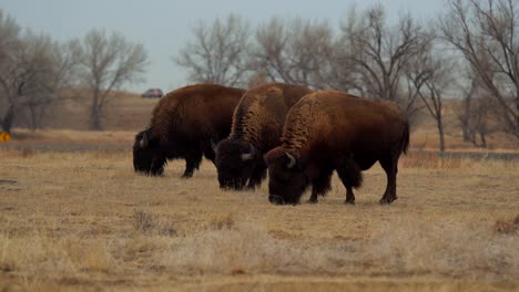 Manada-De-Bisontes-Americanos-En-El-Refugio-Nacional-De-Vida-Silvestre-Del-Arsenal-De-Las-Montañas-Rocosas