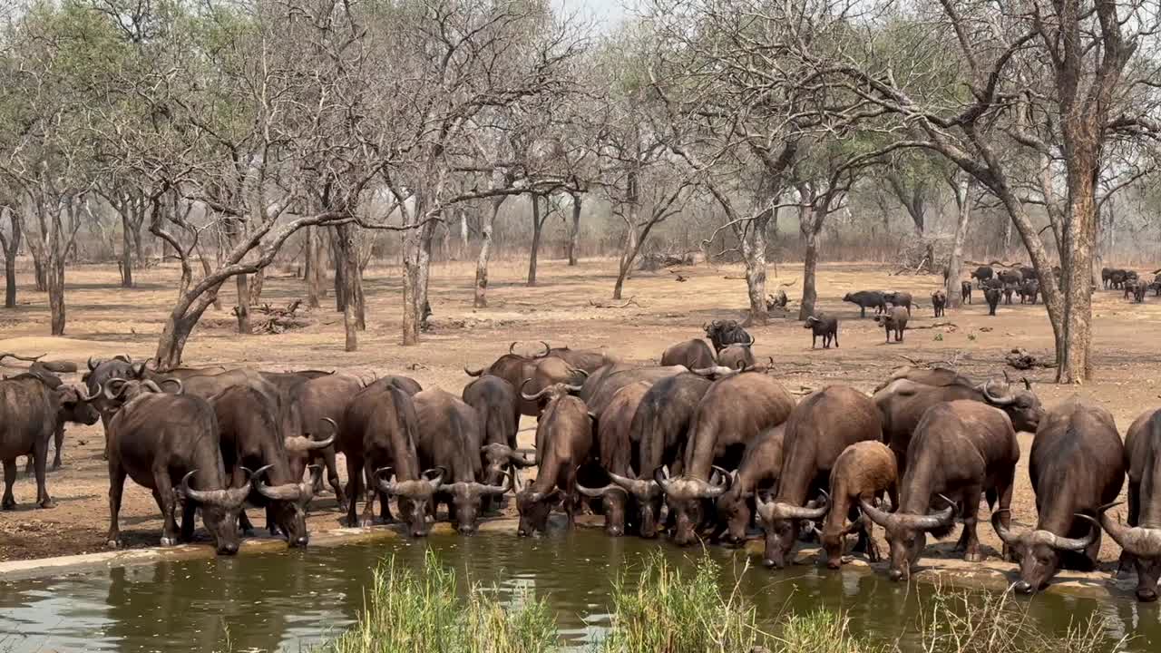 아프리카 버팔로 (syncerus caffer) 가 말라위의 마제테 야생동물 보호구역에서 건조한 계절에 인공 물웅이에서 물을 마시고 있습니다.
