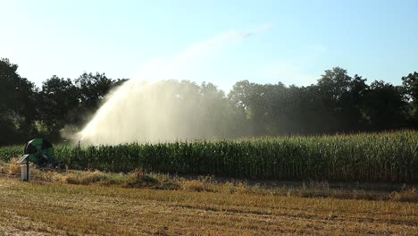 agricultura orgánica, riego de campo de maíz en un día soleado, tiro estático al atardecer