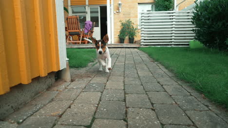 puppy dog running in slow motion towards camera in backyard