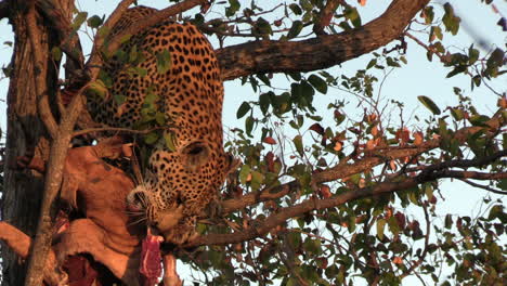 leopardo en el árbol comiendo carne de presa, animal salvaje en hábitat natural al amanecer, acercar