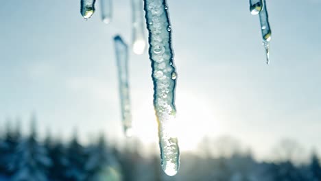 sunlight shining through melting icicles creates a beautiful scene as water droplets drip slowly in a winter landscape