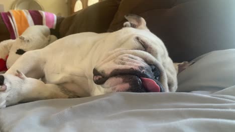 cute bulldog puppy sleeping on couch