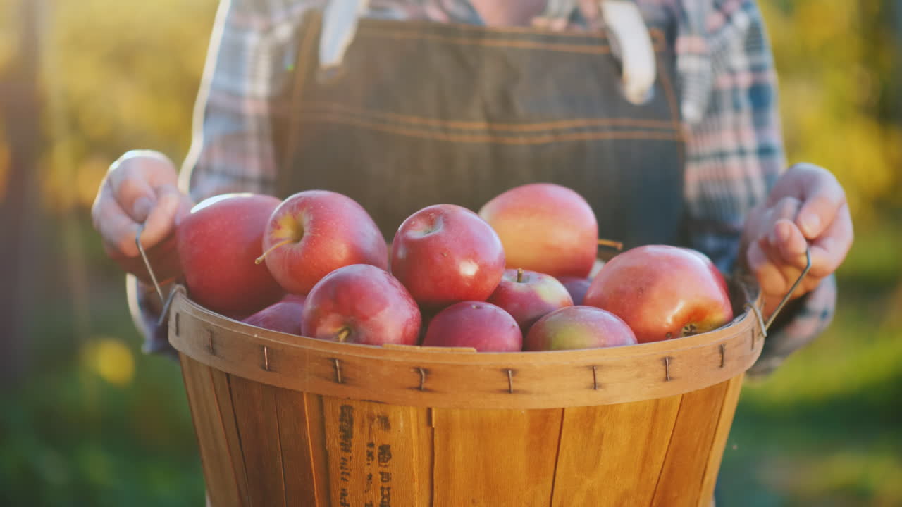 농부는 잘 익은 빨간 사과 작은 정원과 유기농 제품 컨셉으로 바구니를 들고 있습니다.