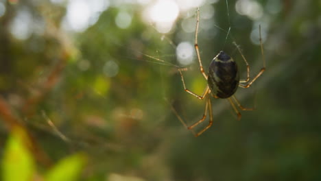 Cute-lazy-spider-with-thin-legs-rests-on-web-waving-in-wind