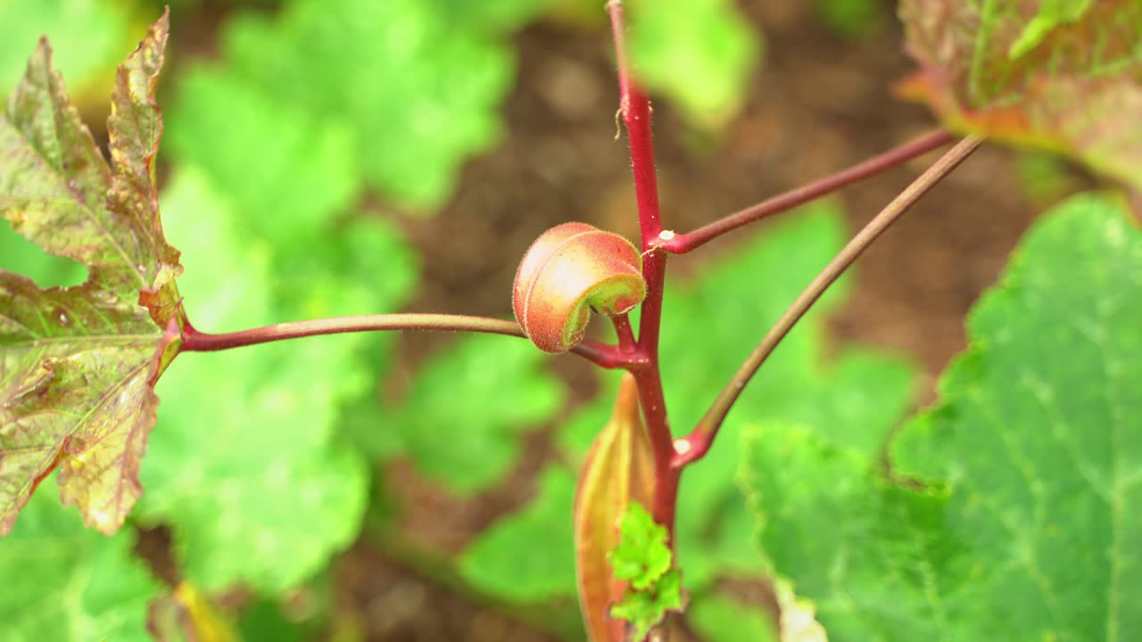impresionante toma de la planta de verdura okra produce cultivo vegano para cocinar y beneficios para la salud