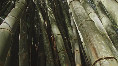 bosque de bambú en primer plano