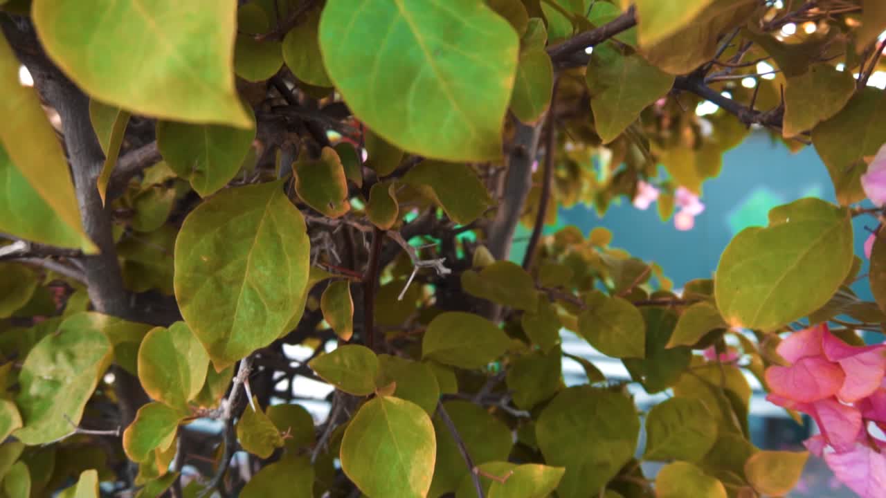 태양 아름다운 핑크 열대 휴일에 꽃