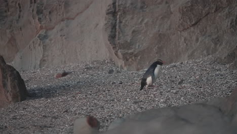 Endemic-Tawaki-Penguin-During-Sunset-In-Monro-Beach,-New-Zealand