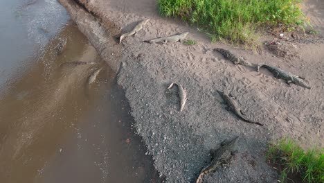 cocodrilos durmiendo junto al río - costa rica